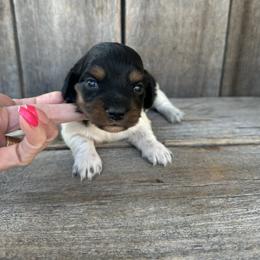 Daisy - Piebald female Dachshund puppy in South Willard, Utah from Doxies in the Sun