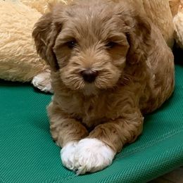 Australian Labradoodle Puppies from Charlotte Labradoodles