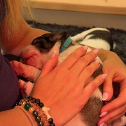 Pyrenean Mastiff Puppies from Bella Dulce