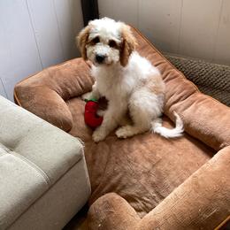 Berry - Parti female Goldendoodle puppy in Sugarcreek, Ohio from True Hearted Doodles