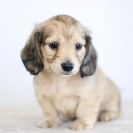 Smokey - Cream male Dachshund puppy in Alto, Texas from Prima Dachshunds