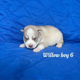 Willow boy 6 - Brown and white male Siberian Husky puppy in Ocala, Florida from Florida Husky Puppies