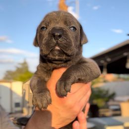 Emilia - Gray female Cane Corso puppy in Las Vegas, Nevada from LV3M Cane Corso