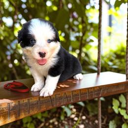 Pluto - Black tri-color male Australian Shepherd puppy in Statesville, North Carolina from Charming Australian Shepherds