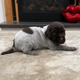 Boy 7 - Brown and gray male Wirehaired Pointing Griffon puppy in Shelley, Idaho from Western Gundogs