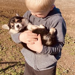 Pembroke Welsh Corgi Puppies from Boehm’s Pembroke corgis