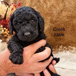 Creek - Black male Poodle puppy in Woodleaf, North Carolina from Circle T Ranch K9s
