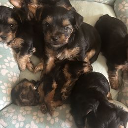 Yorkshire Terrier Puppies from Charla Meeks