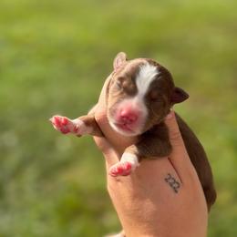 Misty AKC - Red tri-color female Australian Shepherd puppy in Polk City, Florida from Skaky Shepherds
