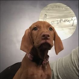 Vizsla Puppies from Two Ponds Farm Vizslas