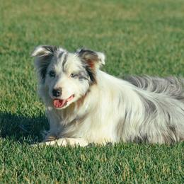 Ollie - Border Collie