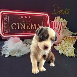 Davis - The Trailblazer - Red tri-color female Australian Shepherd puppy in Pittsville, Wisconsin from Match Dot Pup