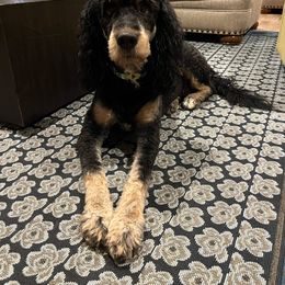 Millie - Bernedoodle