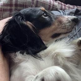 From - Dachshund