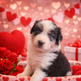 Prancer - Blue merle male Australian Shepherd puppy in Harrah, Oklahoma from Kamm's Aussies