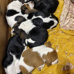 Basset Hound Puppies from Russell Bassets