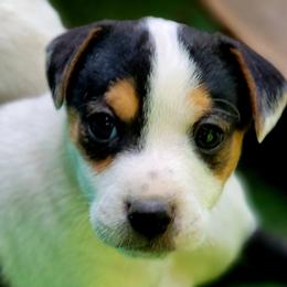Dash - Tri-color male Jack Russell Terrier puppy in California from Kimberlite