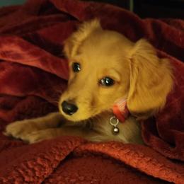 Dachshund Puppies from Davinner's Doxies