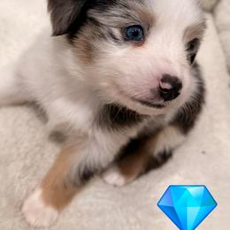 Blue merle boy 1 - Blue merle male Miniature American Shepherd puppy in Strykersville, New York from Hundred Acre Wood Homestead Kennels