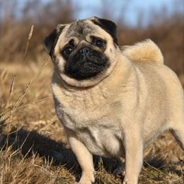 M&M - Pug