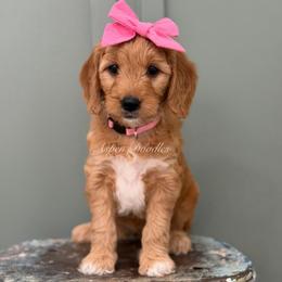 Pink collar BARBIE - Apricot female Goldendoodle puppy in Salem, Utah from Aspen Doodles Utah
