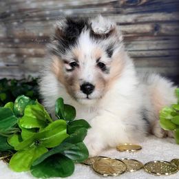 Sapphire - White blue merle and tan Shetland Sheepdog puppy in Elk, Washington from Asgard Shetland Sheepdogs