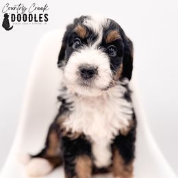 Grace - Tri-color female Bernedoodle puppy in Tipton, Indiana from Country Creek Doodles