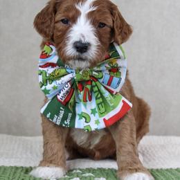 Whobris - Red  male Goldendoodle puppy in Warsaw, Ohio from Lovabledoodles