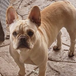 French Bulldogs from BBS Frenchies and Bullies