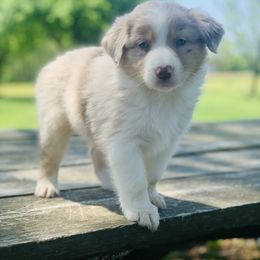 Australian Shepherd Puppies from Real McCoy Australian Shepherds