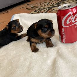 Chihuahua, Pomeranian, and Yorkshire Terrier Puppies from Pampered Pups Kennel