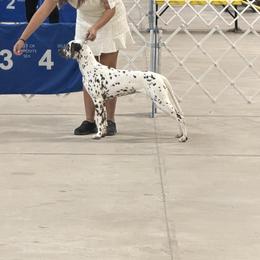 Dalmatian Puppies from Wonderland Dalmatians