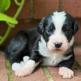 Mary Ann - Black and white female Bernedoodle puppy in Russellville, Arkansas from Crossgate Doodles