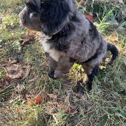 Short ribs - Blue merle male Aussiedoodle puppy in Edmond, Oklahoma from Oodles of Doodles and Poodles