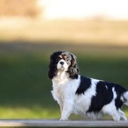 Tennyson - Cavalier King Charles Spaniel