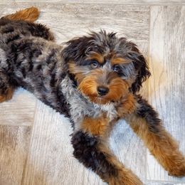 Indie - Aussiedoodle