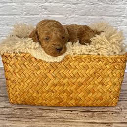 Firework (AKC) - Red  male Poodle puppy in Riverside, California from Red Toy Poodle World