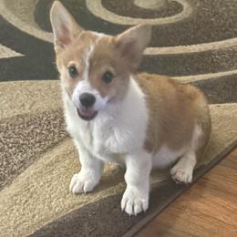 Boy 2 - Red male Pembroke Welsh Corgi puppy in Tucson, Arizona from Sierrita Mountain Corgis