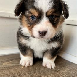 Blue boy - Blue male Pembroke Welsh Corgi puppy in Clarksville, Tennessee from Cooler Farms Corgis