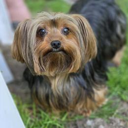 Sophie - Yorkshire Terrier