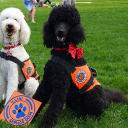 Poodle All Grown Up from Illini Spirit Standard Poodles