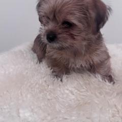 Howard - Red male Shih Tzu puppy in Washington, Washington, D.C. from BVPT puppies