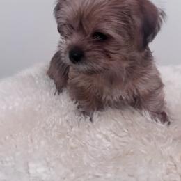 Howard - Red male Shih Tzu puppy in Washington, Washington, D.C. from BVPT puppies