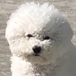 Bichon Frises from Just Bichons