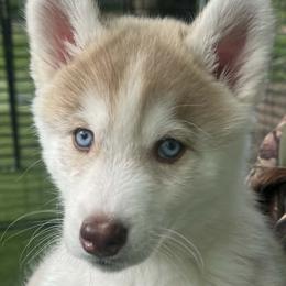 Siberian Husky puppies from Coldwind Kennel