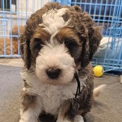 Aussiedoodle and Double Doodle Puppies from Parrish Precious Ones Texas