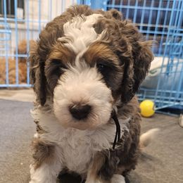 Aussiedoodle and Double Doodle Puppies from Parrish Precious Ones Texas