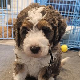 Aussiedoodle and Double Doodle Puppies from Parrish Precious Ones Texas