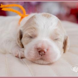 Shamrock - Red and white female Cockapoo puppy in Connersville, Indiana from Deaz Doodle Ranch