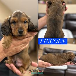 Lincoln - Red male Dachshund puppy in Farmington, Minnesota from Half Pint Doxies